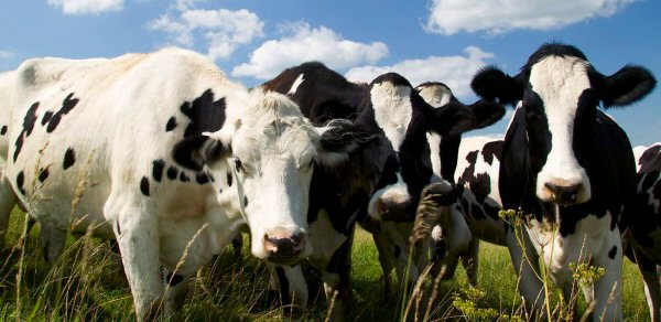 Dieren creren hun eigen leven.