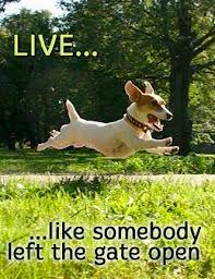 LEEF!!